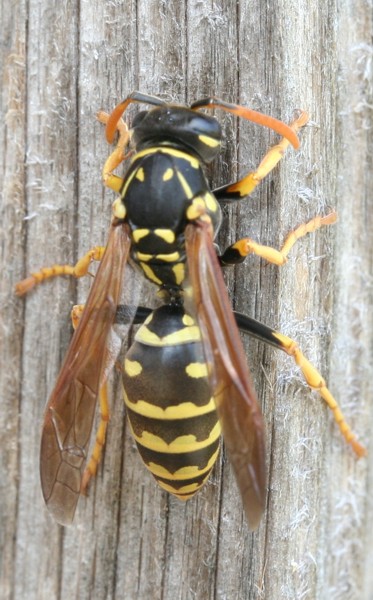 Gallische Feldwespe (<i>Polistes dominulus</i>)